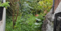 Dos casas independientes más local y jardín en Arantza